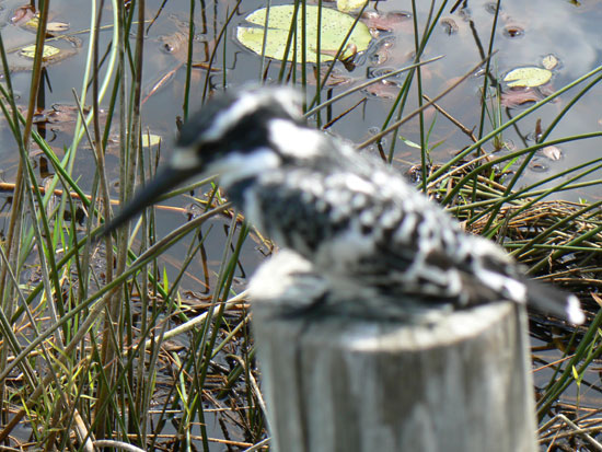 Martins Pecheurs Et Allies