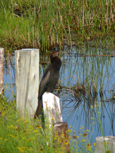 Anhinga d'Afrique