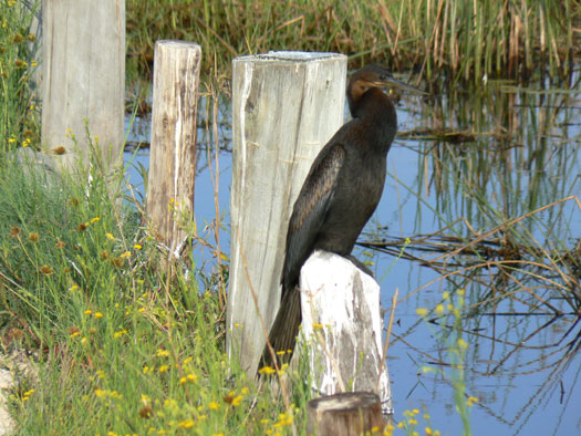 Anhinga d'Afrique