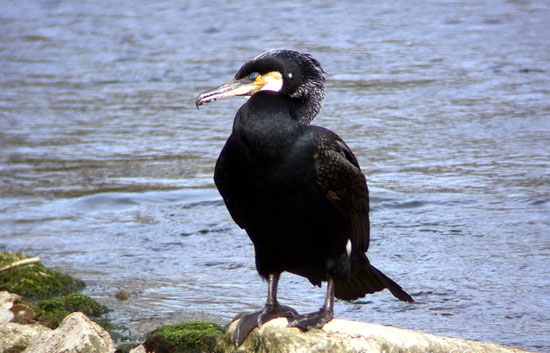 Grand cormoran