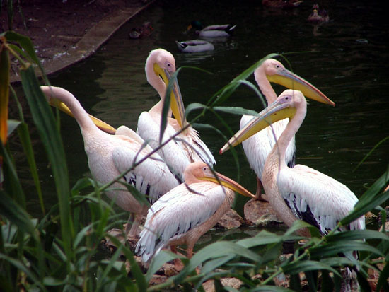 P&eacute;lican blanc