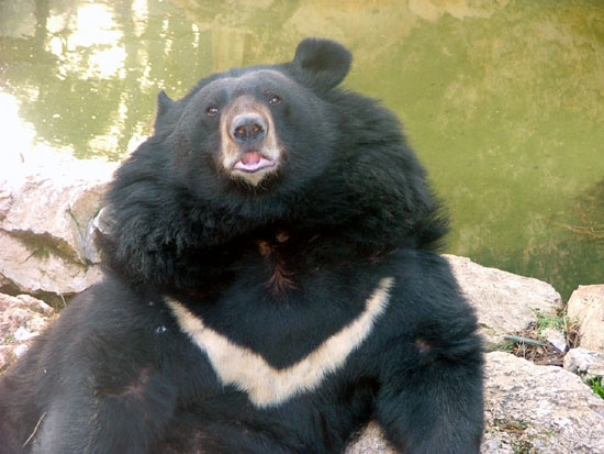 Ours &agrave; collier