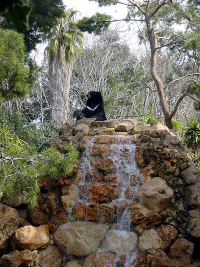 Ours &agrave; collier