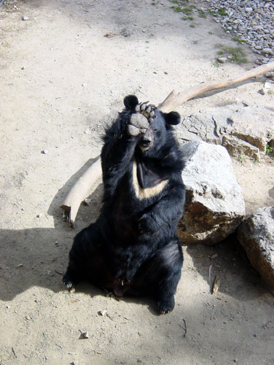 Ours &agrave; collier