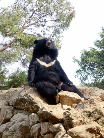 Ours &agrave; collier