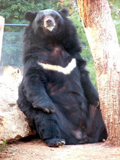 Ours &agrave; collier